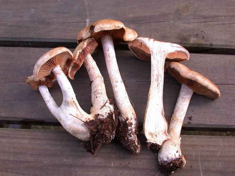 Cortinarius lebretoni